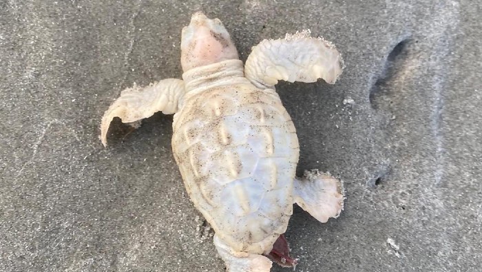 Penyu berwarna putih baru-baru ini ditemukan di South Carolina, Amerika Serikat (AS). Penemuan ini begitu mengejutkan lantaran satwa ini tergolong langka.