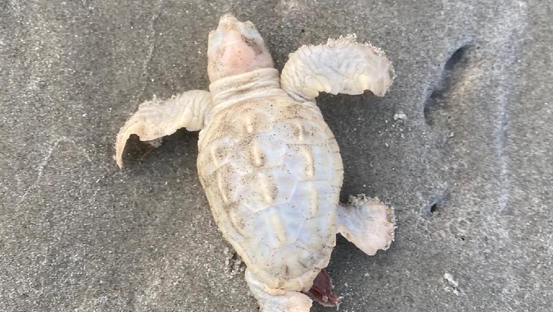 Ternyata Ada Penyu Berwarna Putih, Ditemukan di AS Penyu berwarna putih baru-baru ini ditemukan di South Carolina, Amerika Serikat (AS). Penemuan ini begitu mengejutkan lantaran satwa ini tergolong langka.