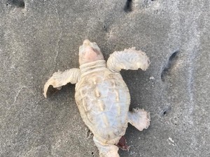 Ternyata Ada Penyu Berwarna Putih, Ditemukan di AS