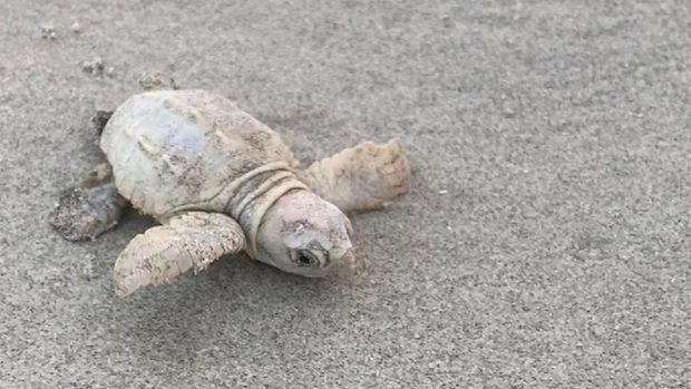 Penyu berwarna putih baru-baru ini ditemukan di South Carolina, Amerika Serikat (AS). Penemuan ini begitu mengejutkan lantaran satwa ini tergolong langka.