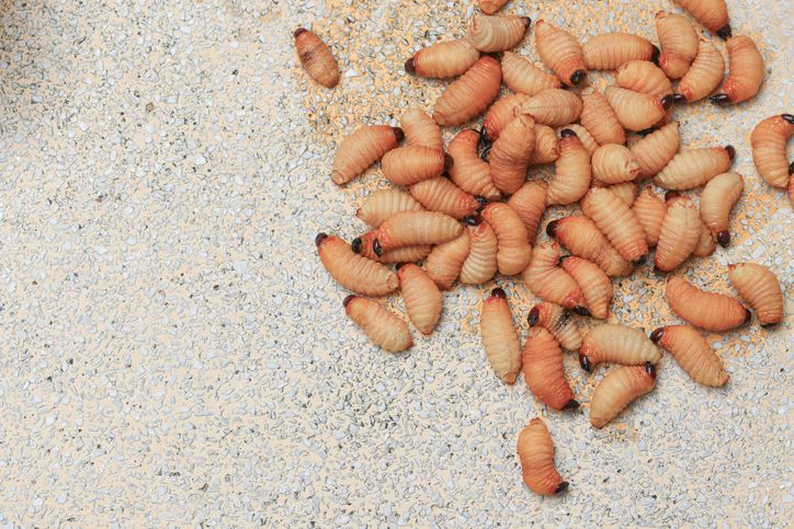5 Fakta Ulat Sagu, Kuliner Ekstrem yang Kaya Nutrisi