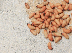 Ulat Sagu, Kuliner Ekstrem Indonesia yang Tinggi Protein