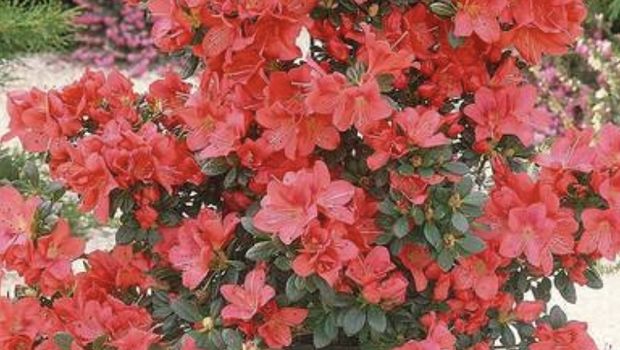azalea