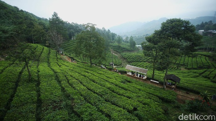 Libur panjang, pengunjung memadati kawasan wisata kuliner Warpat, Puncak, Bogor, Rabu (28/10/2020). Mereka menikmati aneka jajanan sambil melihat hamparan kebun yang menghijau.