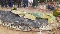Foto: Kapolsek Sungaiselan Iptu Jean Sinulingga mengatakan buaya tersebut ditangkap karena warga resah, terutama warga yang mencari udang dan ikan di seputaran sungai. Serangan buaya diduga telah menewaskan warga. (Dok Polsek Sungaiselan)