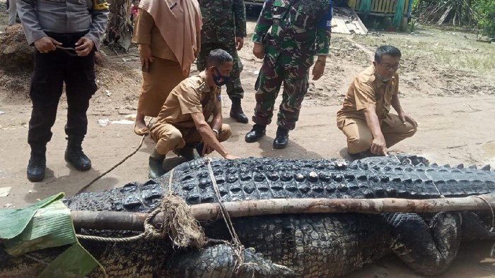 Buaya berukuran jumbo dengan berat 700 kg ditangkap di Babel.