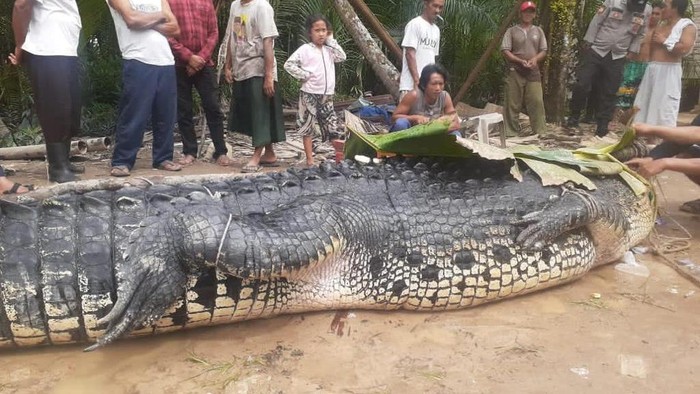 Buaya berukuran jumbo dengan berat 700 kg ditangkap di Babel. Buaya berukuran jumbo dengan berat 700 kg ditangkap di Babel.