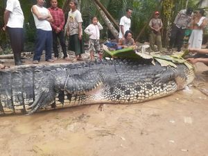 Bikin Resah Warga, Buaya Raksasa Kembali Ditangkap di Babel