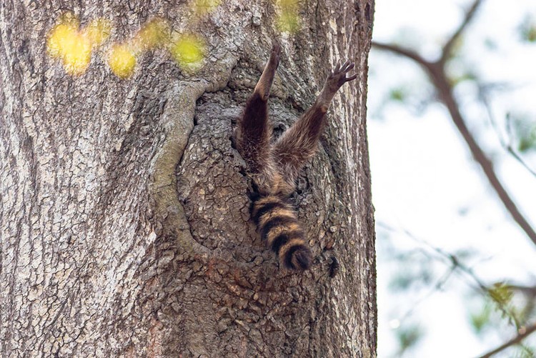 Comedy Wildlife Photography Awards 2020 OLYMPUS DIGITAL CAMERA