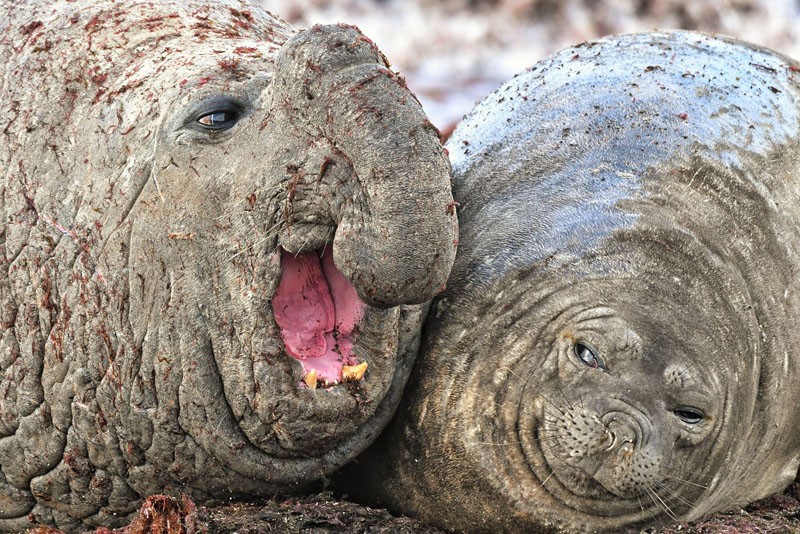 Comedy Wildlife Photography Awards 2020