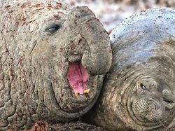 Karya Jawara Comedy Wildlife Photography Awards Bikin Ngakak