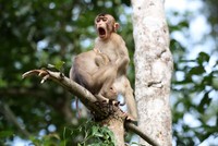 Comedy Wildlife Photography Awards 2020