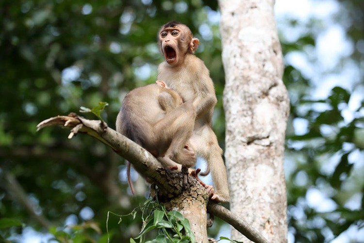 Comedy Wildlife Photography Awards 2020