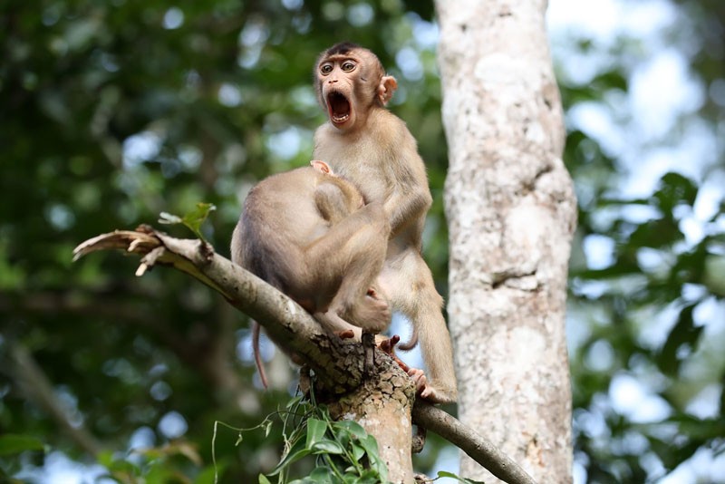 Comedy Wildlife Photography Awards 2020