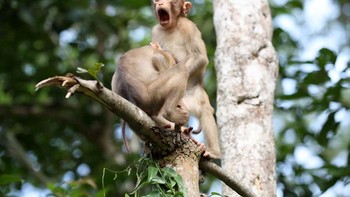 Pemenang Highly Commended  diraih Megan Lorenz. Foto: The Comedy Wildlife Photography Awards