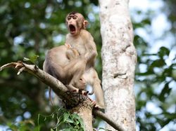 Karya Jawara Comedy Wildlife Photography Awards Bikin Ngakak