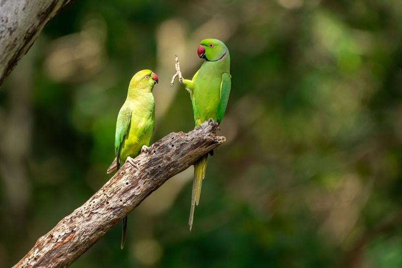 Comedy Wildlife Photography Awards 2020
