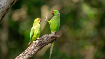 Pemenang Highly Commended diraih Petr Sochman. Foto: The Comedy Wildlife Photography Awards