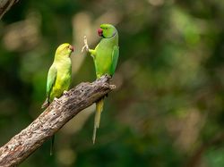 Karya Jawara Comedy Wildlife Photography Awards Bikin Ngakak