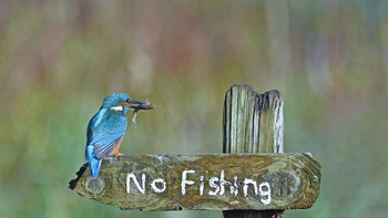 Pemenang Highly Commended diraih Sally Lloyd-Jones. Foto: The Comedy Wildlife Photography Awards