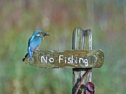 Karya Jawara Comedy Wildlife Photography Awards Bikin Ngakak