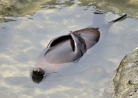 Comedy Wildlife Photography Awards 2020