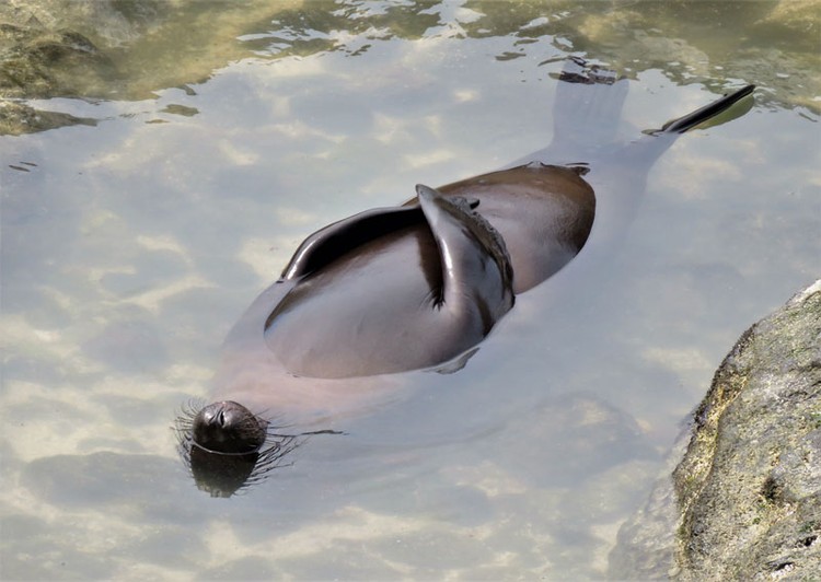Comedy Wildlife Photography Awards 2020