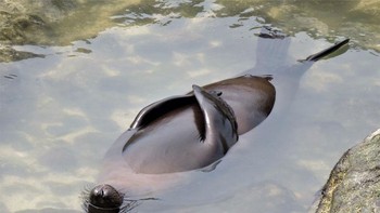 Pemenang Highly Commended diraih Sue Hollis.Foto: The Comedy Wildlife Photography Awards