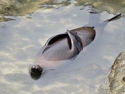 Karya Jawara Comedy Wildlife Photography Awards Bikin Ngakak