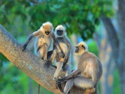 Karya Jawara Comedy Wildlife Photography Awards Bikin Ngakak