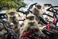 Comedy Wildlife Photography Awards 2020