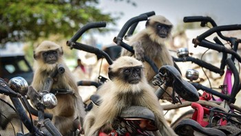 Pemenang Highly Commended  diraih Yevhen Samuchenko.  Foto: The Comedy Wildlife Photography Awards