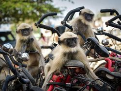 Karya Jawara Comedy Wildlife Photography Awards Bikin Ngakak