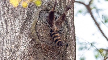Pemenang kategori Alex Walkers Serian Creatures on the Land Award diraih Charlie Davidson. Foto: The Comedy Wildlife Photography Awards