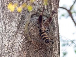 Karya Jawara Comedy Wildlife Photography Awards Bikin Ngakak