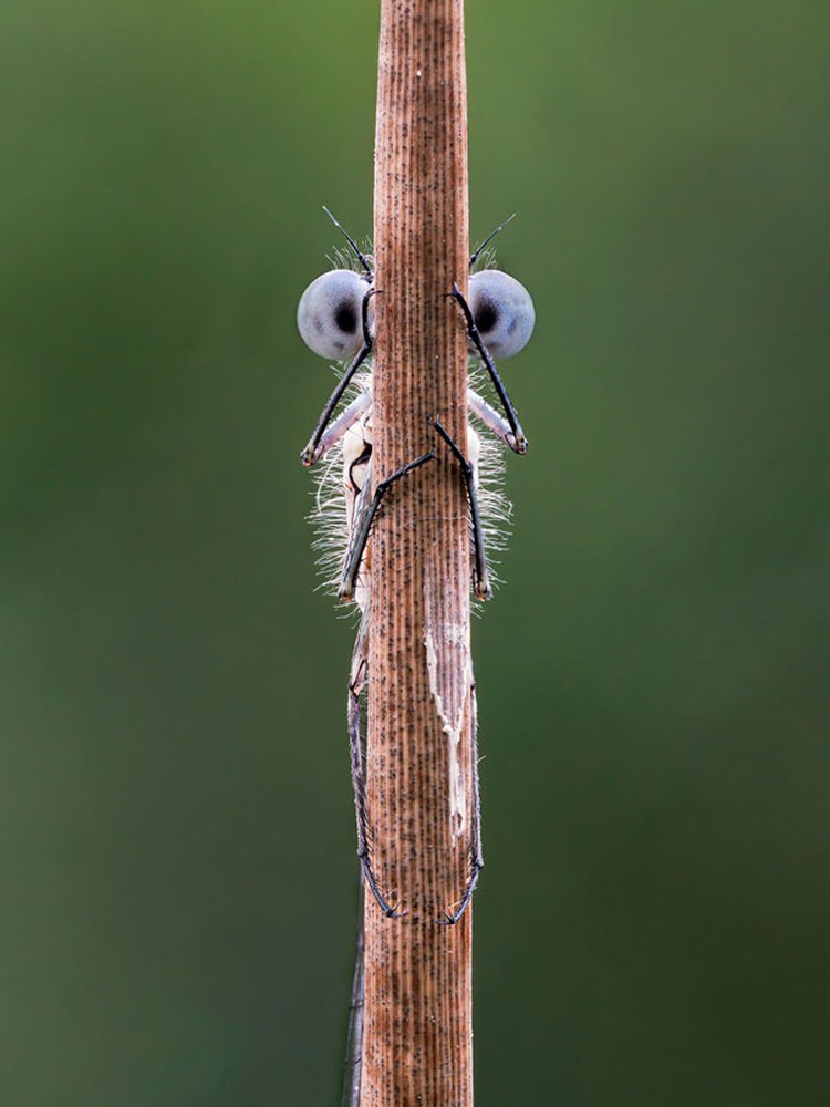 Comedy Wildlife Photography Awards 2020 OLYMPUS DIGITAL CAMERA