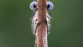 Pemenang kategori Spectrum Photo Creatures in the Air Award diraih Tim Hearn. Foto: The Comedy Wildlife Photography Awards