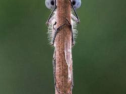 Karya Jawara Comedy Wildlife Photography Awards Bikin Ngakak