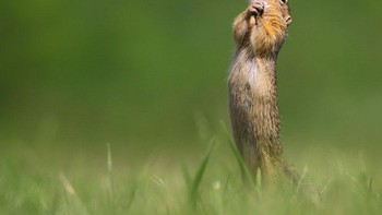Pemenang kategori Affinity Photo Peoples Choice Award diriah Roland Kranitz. Foto: The Comedy Wildlife Photography Awards