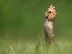 Karya Jawara Comedy Wildlife Photography Awards Bikin Ngakak