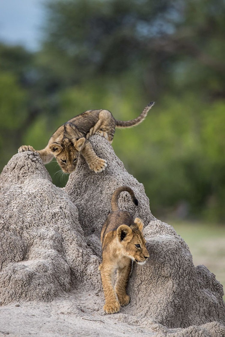 Comedy Wildlife Photography Awards 2020 OLYMPUS DIGITAL CAMERA