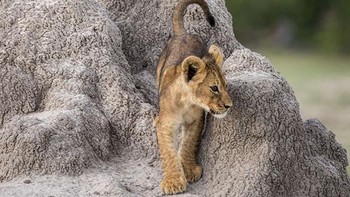Pemenang kategori Think Tank Photo JuniorWinner diraih Olin Rogers Foto: The Comedy Wildlife Photography Awards