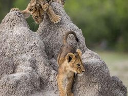 Karya Jawara Comedy Wildlife Photography Awards Bikin Ngakak