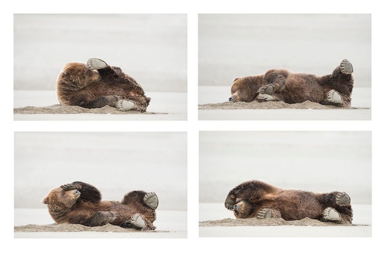 Comedy Wildlife Photography Awards 2020 OLYMPUS DIGITAL CAMERA