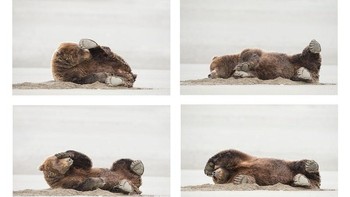 Pemenang kategori Amazing Internet Portfolio Award diraih Daisy Gilardini. Foto: The Comedy Wildlife Photography Awards