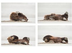 Karya Jawara Comedy Wildlife Photography Awards Bikin Ngakak