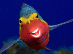 Karya Jawara Comedy Wildlife Photography Awards Bikin Ngakak
