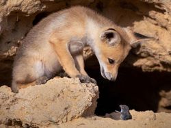 Karya Jawara Comedy Wildlife Photography Awards Bikin Ngakak