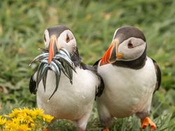 Karya Jawara Comedy Wildlife Photography Awards Bikin Ngakak