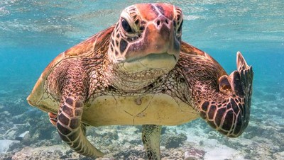 Karya Jawara Comedy Wildlife Photography Awards Bikin Ngakak